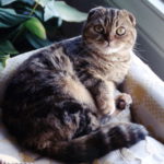 Scottish Fold