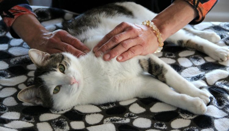 Massage félin
