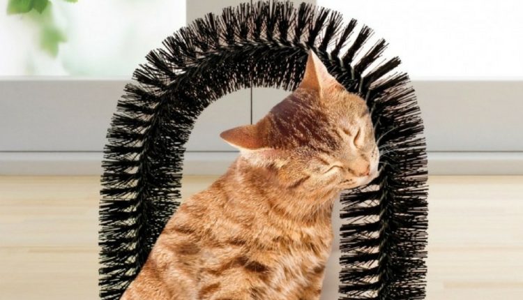 Un chat se masse tout seul