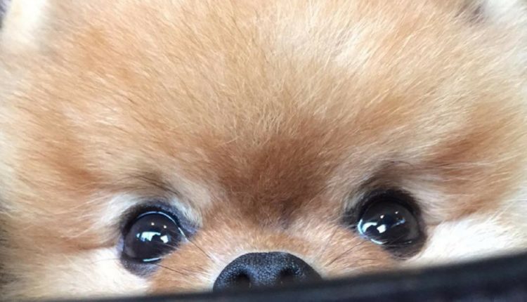 Loulou de poméranie