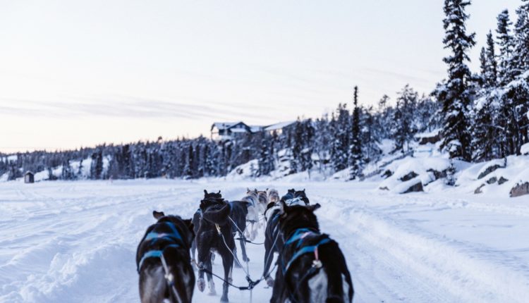 Chiens de traîneau