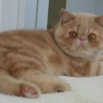 Exotic Shorthair - Wikipedia