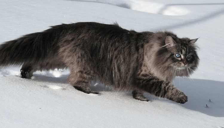 Chat Sibérien