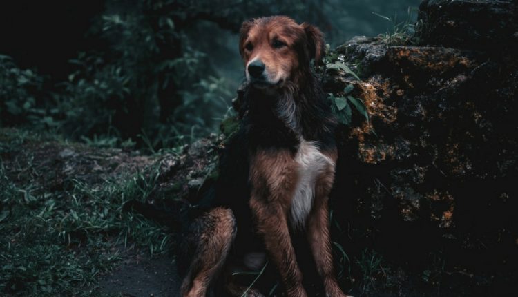 Chien chasse protection