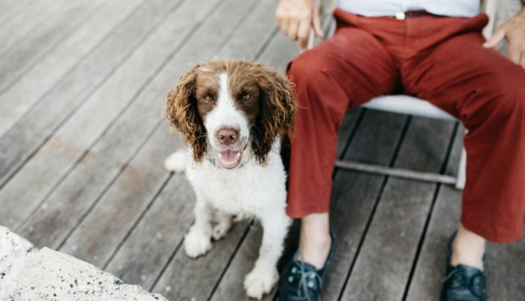 Un chien et son maitre