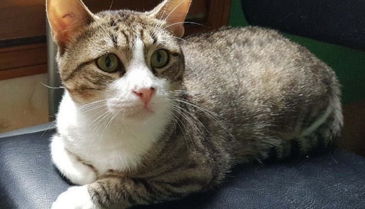 Museau en attente d'adoption