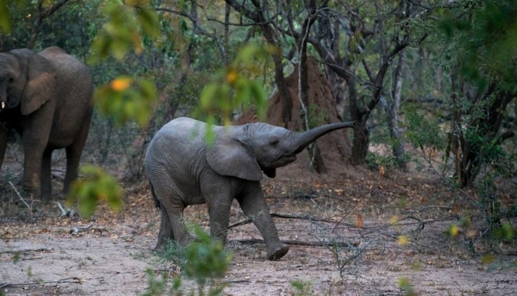 elephant in Laos