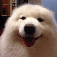 Clin d'oeil Samoyede