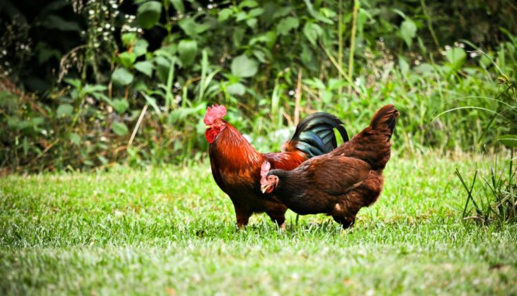 Des poules en plein air