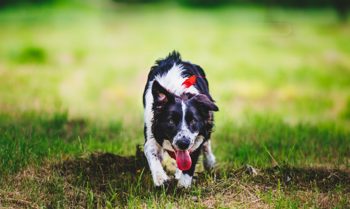 Border Collie