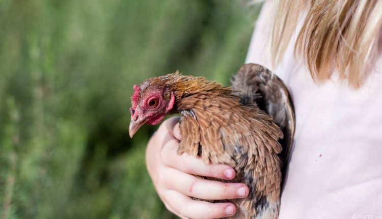 Poule dans les bras d'une fille