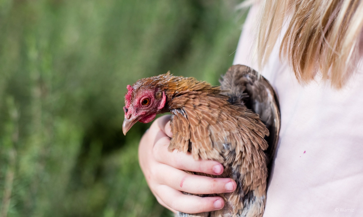 Poule dans les bras d'une fille