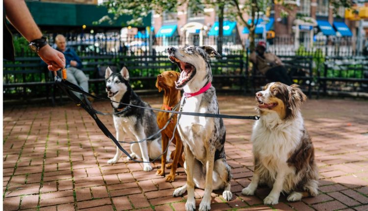 Chiens en balade