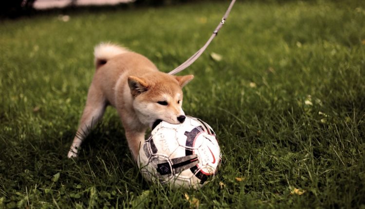 Chien dans un parc