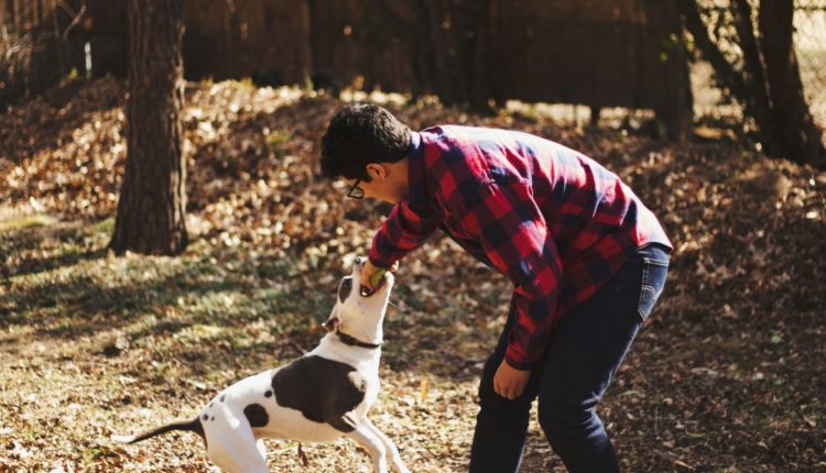Chien jouant à la balle