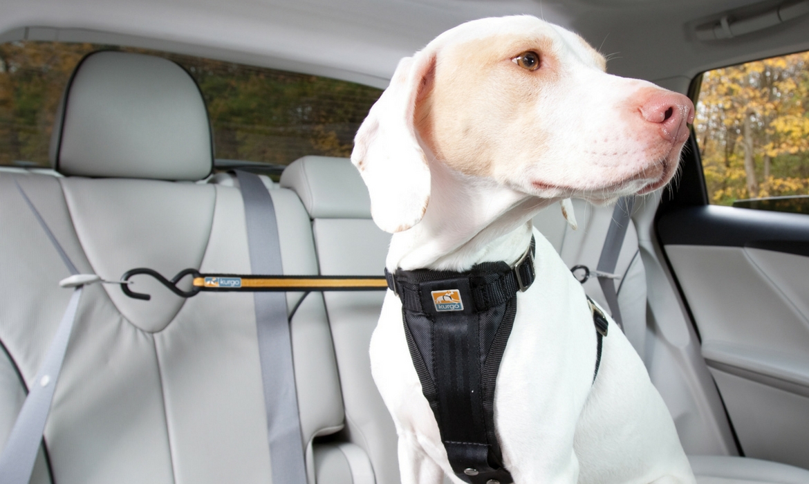 Comment sécuriser son chien en voiture ? - WanimoBuzz