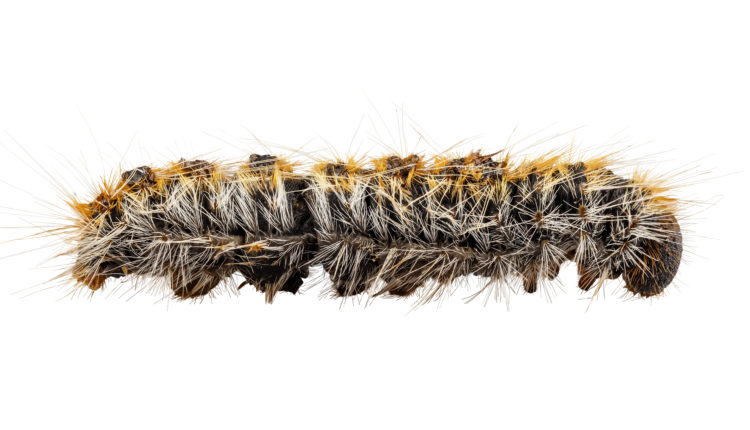 Caterpillar Pine Processionary species Thaumetopoea pityocampa
