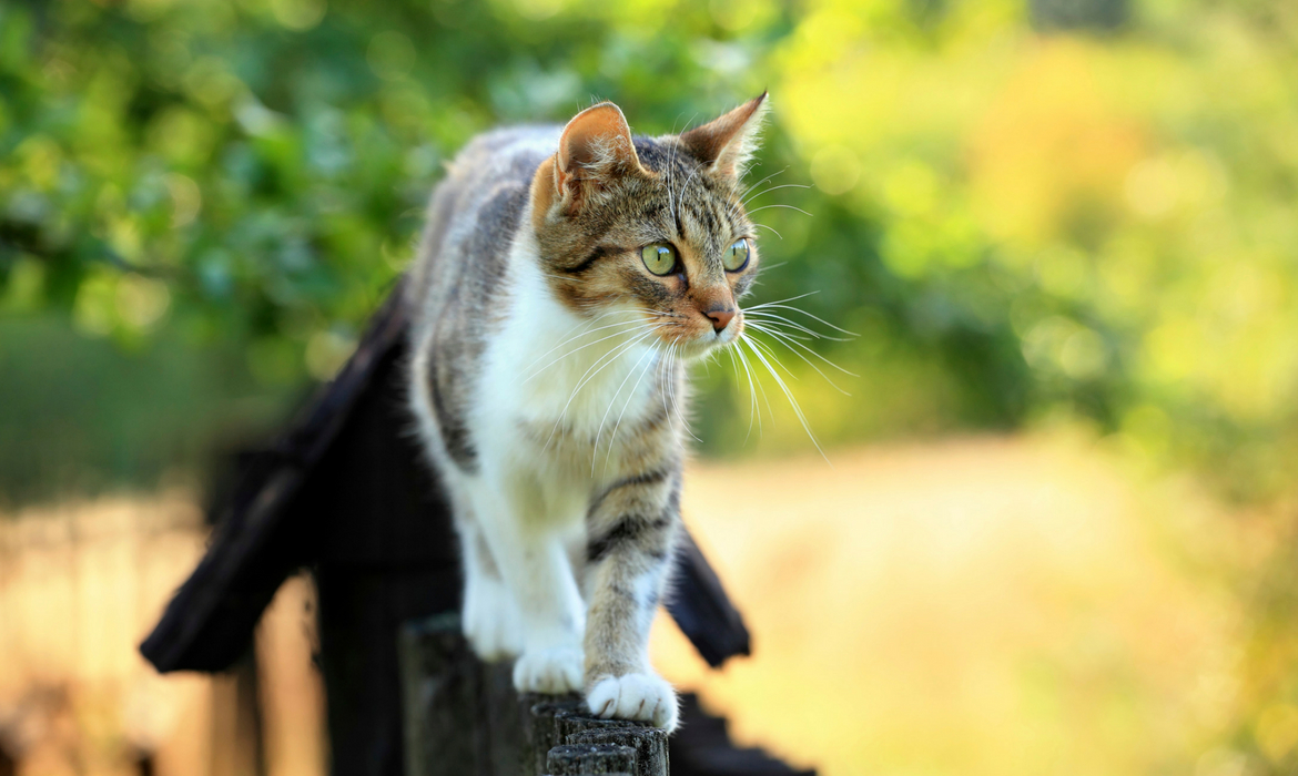 5 Conseils Pour Laisser Sortir Son Chat Wanimobuzz 5 Conseils Pour Laisser Sortir Son Chat Wanimobuzz