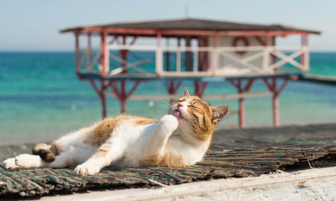 Trousse De Secours Pour Partir En Vacances Avec Son Chat Wanimobuzz
