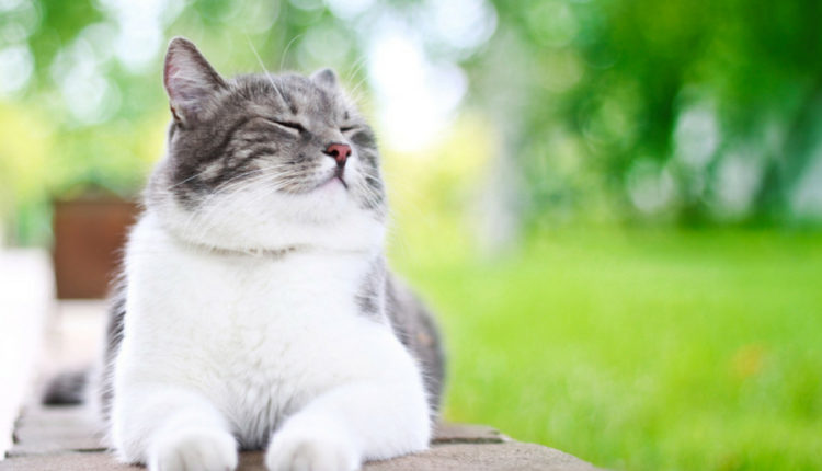 chat qui dort à l'extérieur