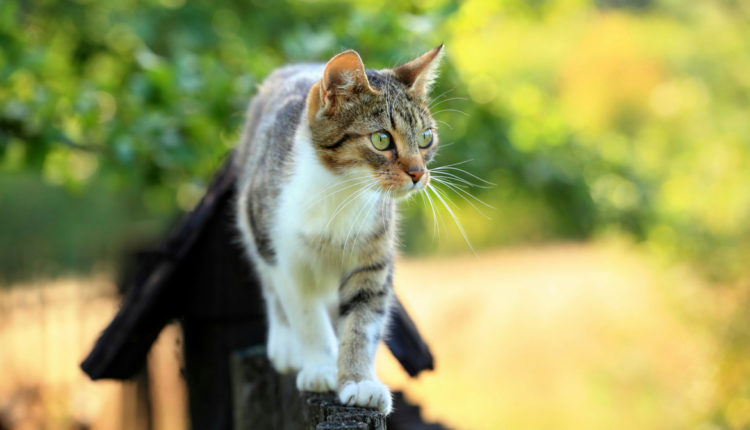 chat en extérieur