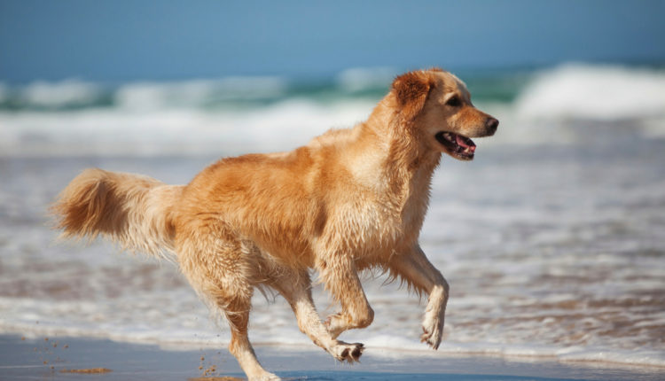 chien qui court sur la plage