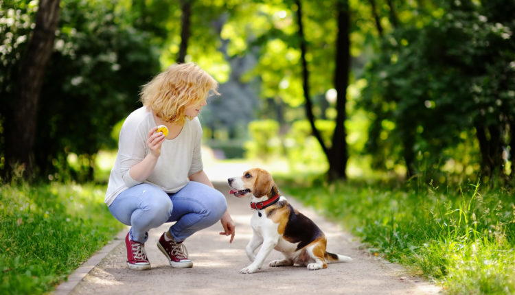 femme qui joue avec un beagle