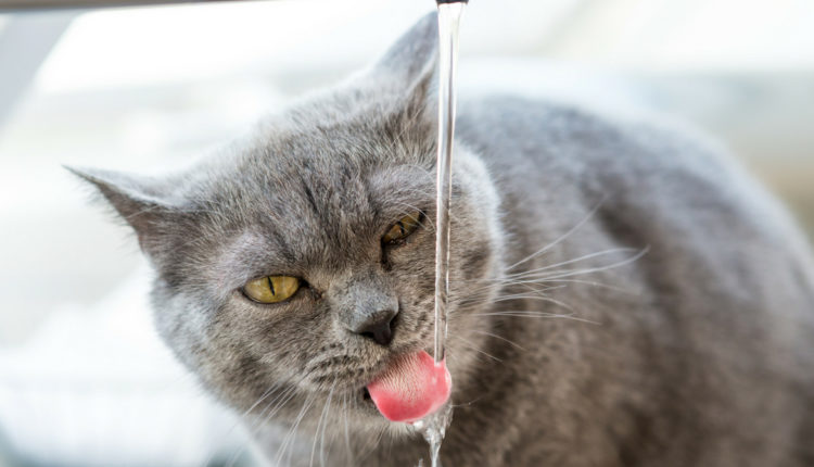 chat qui boit au robinet