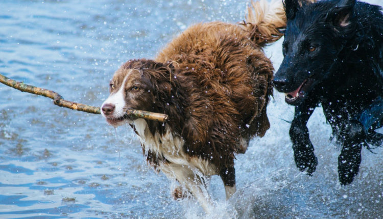 chiens qui jouent