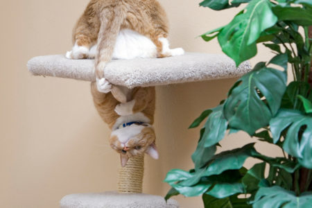 Des Arbres A Chat Qu On Ne Cache Pas Wanimobuzz