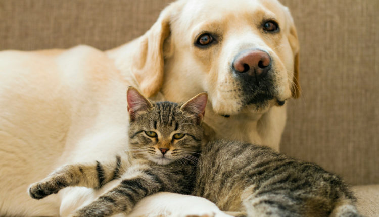 10 Races De Chiens Qui Cohabitent Avec Les Chats Wanimobuzz