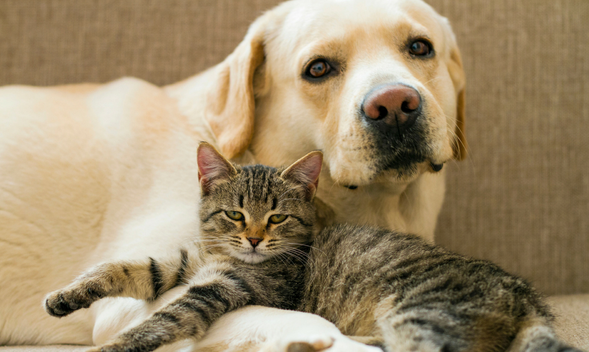 10 Races De Chiens Qui Cohabitent Avec Les Chats Wanimobuzz
