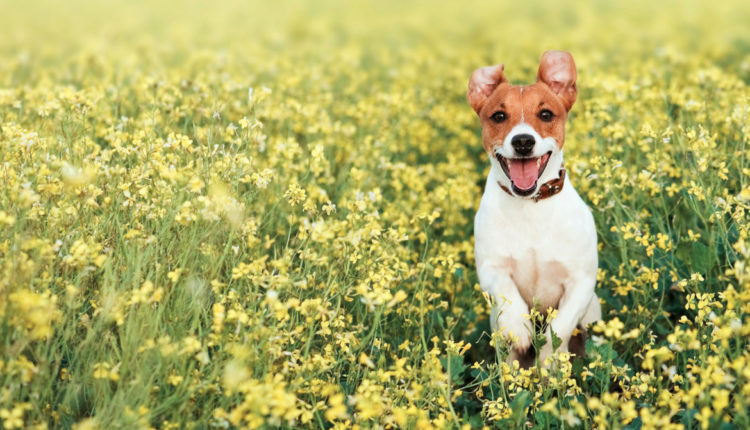 chien qui joue dans l'herbe