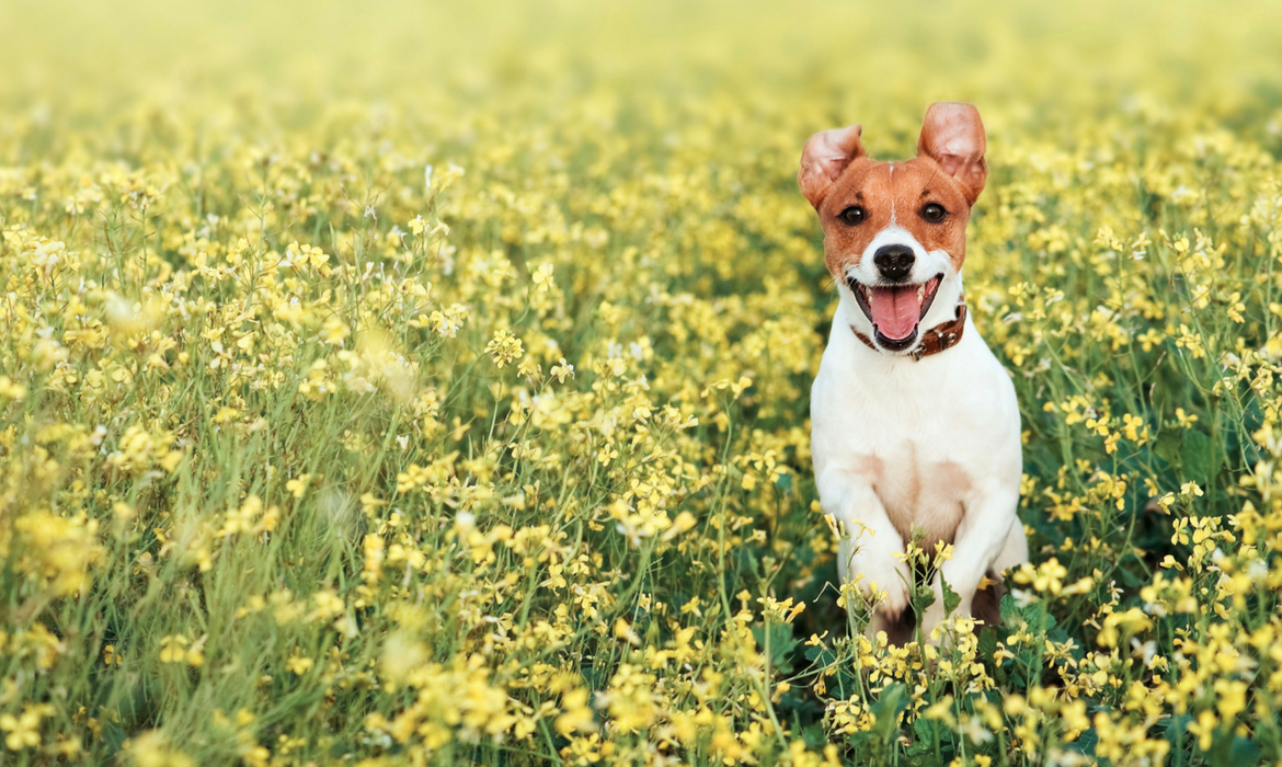 chien qui joue dans l'herbe