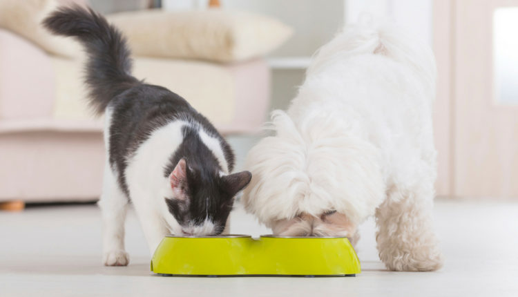 chien et chat qui mangent