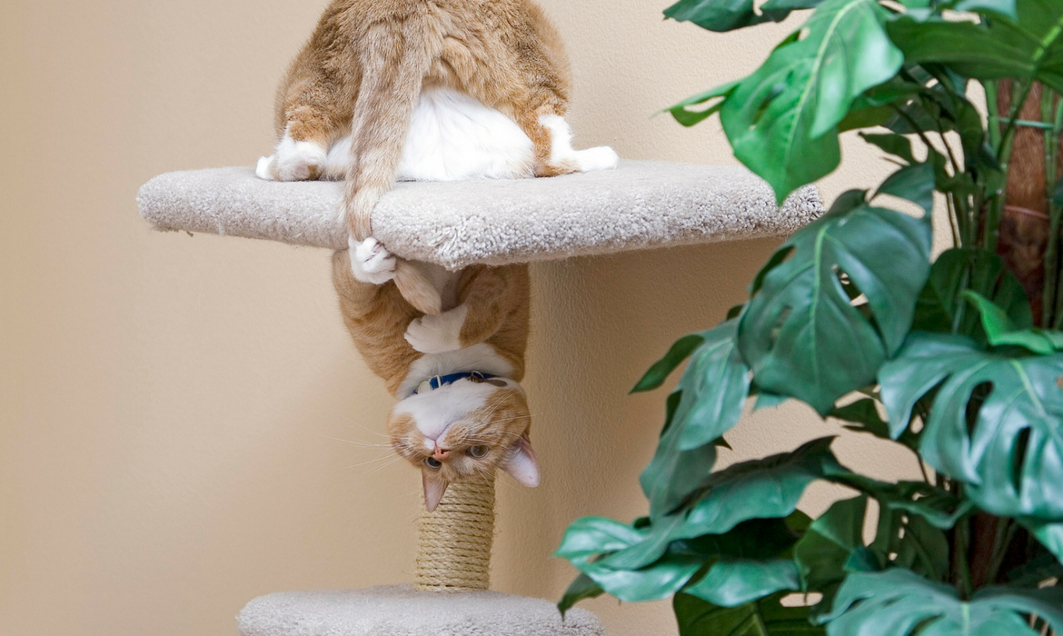 chat sur un arbre à chat