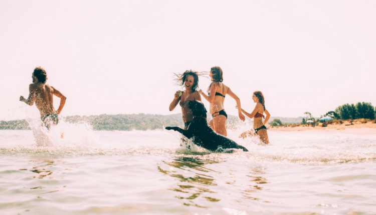 chien qui court dans l'eau