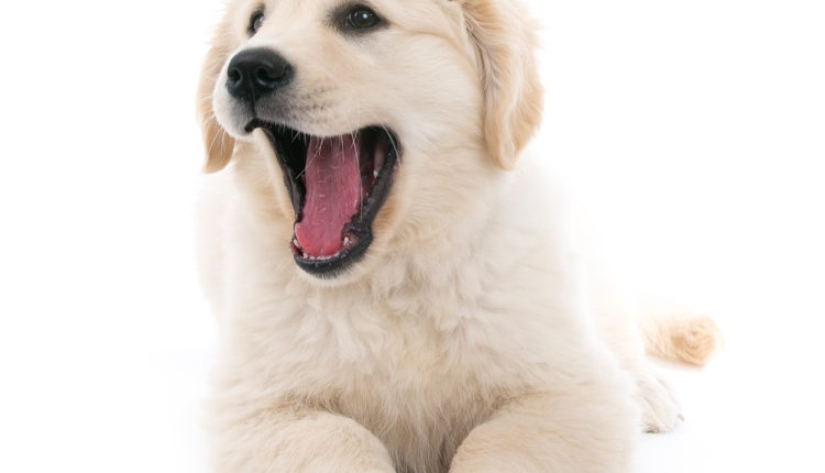 iStock_000025353466_Large-