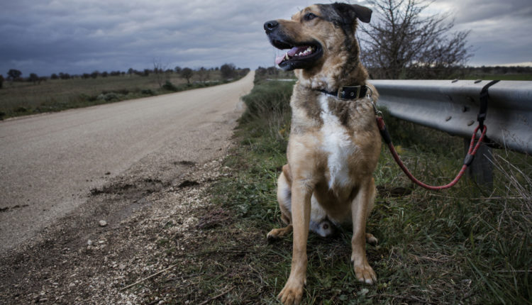 Chien abandonné