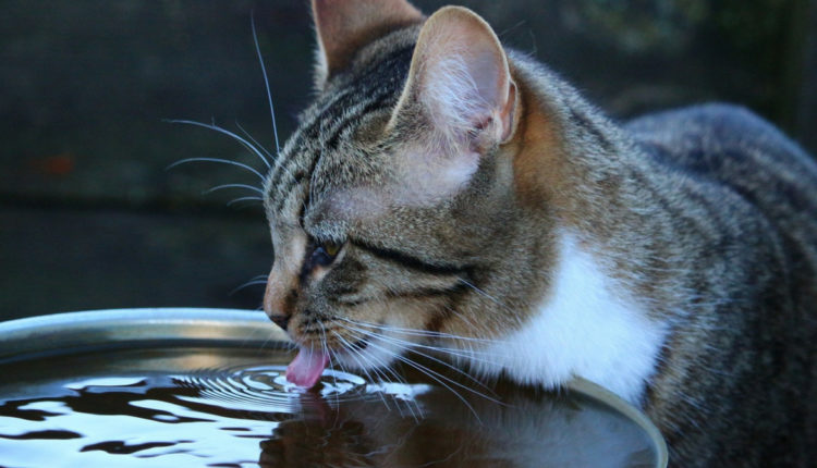 chat qui boit