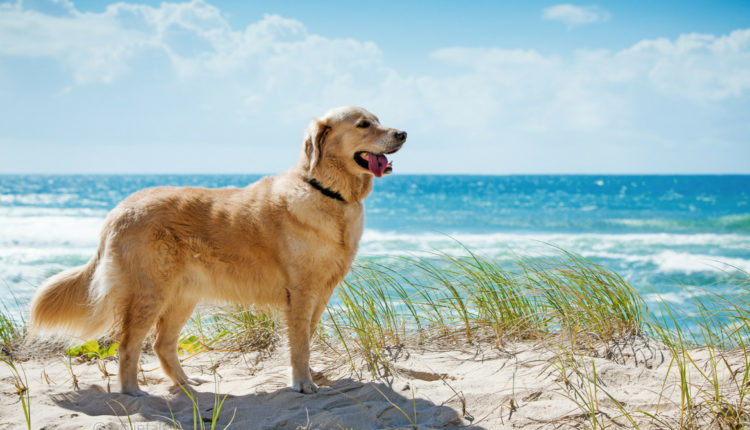 Golden retriever sur une plage