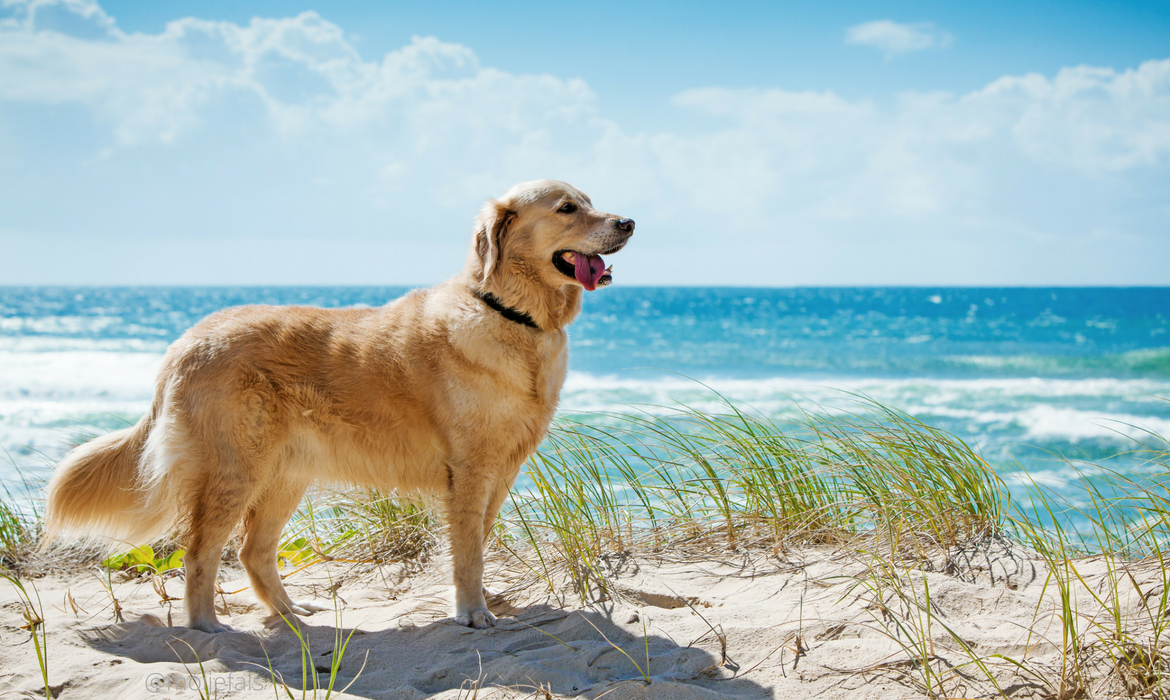 Golden retriever sur une plage