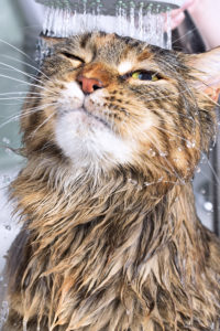 chat sous la douche