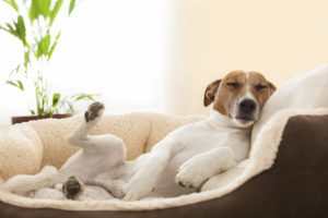 chien qui dort dans sa panière