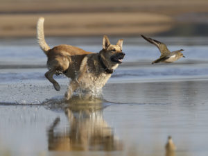 chien qui court sur la plage