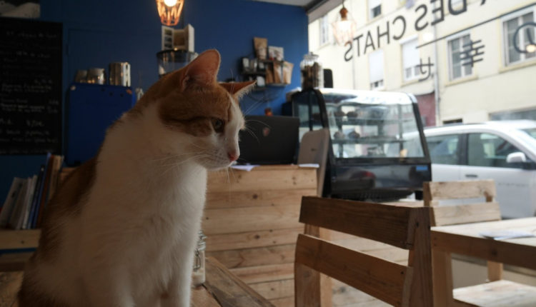 au bonheur des chats