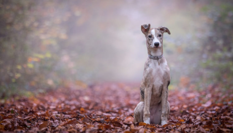Automne chien dans la fôret