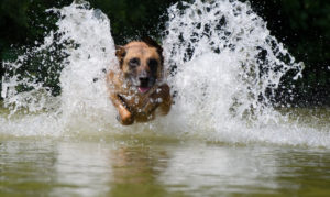 Berger Malinois