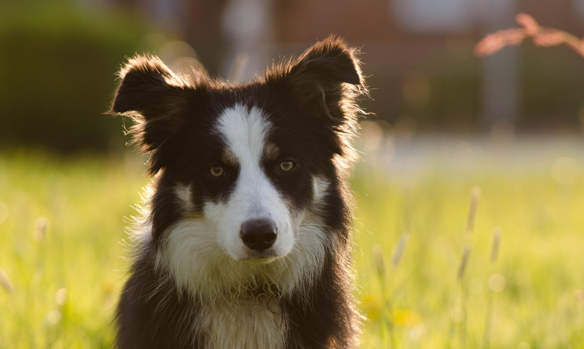 7 Chiens Qui Peuvent Vous Sauver Il Y En A Dautres