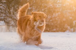 Golden Retriever